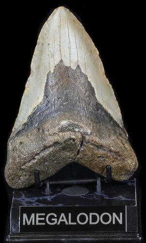 Bargain Megalodon Tooth - North Carolina #41153